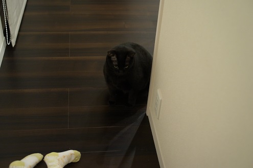 黒猫が見る
