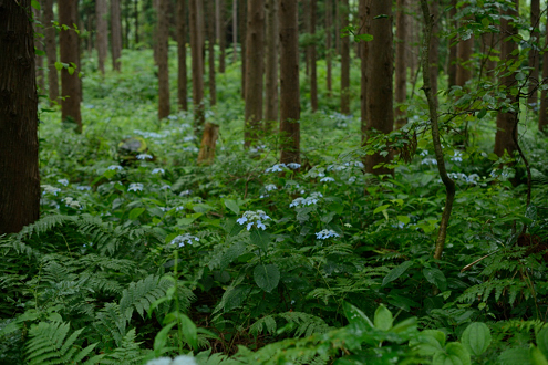 庭木の下草 25坪の平屋日和